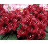 Рододендрон Матадор (Matador) С2